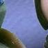 TMNT 2016 Stop Motion S02E06 Karai