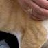 The Cat With Only Three Legs Is Very Cute And Friendly
