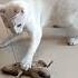 Cat Vs Mouse