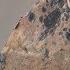 Arctic Geese Chicks Jump Off Cliff To Survive Hostile Planet