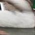 Canard Colvert Anas P Platyrhynchos Mallard