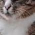 Cats толстый мой претолстый топ кошка мой жирный кот