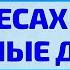 На небесах живут родные души Читает Диана Сибирская ВажныеСлова