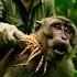 A Desperate Cry In The Jungle Led Us To This Monkey S Shocking Injury Wildlifesave Tearsofhope