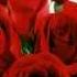 WITELI VARDEBI BESARION ZAKARIADZE 28 05 2014 WELI 4L4BZ