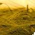 Golden Days Topher Mohr And Alex Elena No Copyright Music YouTube Audio Library