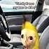 CAT MEMES Try Driving After Getting Your Driver S License Catmemes Relatable Relationship