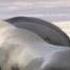 Wildlife Wmv