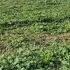 长沙城区一望无垠的野菜地 三月份是花海 北方朋友羡不羡慕