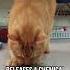 Why Cats Love Catnip
