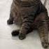 Я вчера только из тюряги вышел Cat