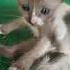 Oldies Coversong Singer Song Vintage Cat Vinyloftoday Kitten Kucinglucubandung Vinylof