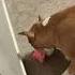 Happy 8th Birthday Happybirthday Dog Amstaff амстафф стаффорд