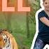 Move Like A Jungle Animal Dance Class For Toddlers Kids