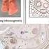 Current Topics In Respiratory Care 2017 The Future Of Mechanical Ventilation Eddy Fan