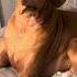 MY NAME IS JEFF Shorts Pets Funny