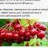 Калина полезно знать