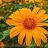 Come Alive In Bloom 2025