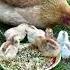 Hen With Chicks Making The Typical Sounds Of A Motherhen When Showing Food To The Offspring