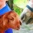 Oliver At The Zoo And Farm More Animal Videos For Kids