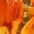 Новый Год в стиле ABBA 2006 2007 Елена Чарквиани