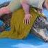 How To Wrestle An Alligator