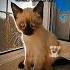 Кошечки хорошие котики кошечки капкут