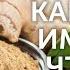 Как есть имбирь чтобы похудеть