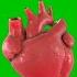 Human Anatomy Heart Green Screen Animation Effects FHD Footage