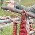 Drying Salmon The Traditional Way In Remote Alaska Grizzlies Off Grid Life Foraging
