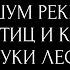 Тихий шум реки Звуки летнего леса Пение птиц и кукушки Чёрный Экран 10 часов Звуки для сна релакса