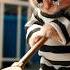 The Cat Went To Jail For Stealing Fish Shortsvideo Viral Viralvideo Shorts Trending Short