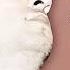 Arzu Keder Can Gedebey
