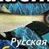 Сельдь Каспийская Урал РР3 Русская Рыбалка 3 Гренландия