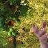 Buying Or Growing Natural Organic Food Garden Style 1811