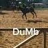 Dumb Ways To Die Horses Horse Horsebackriding Equestrian Equestrianrider Fail MysticHorses