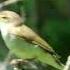 Голоса птиц Пеночка теньковка Phylloscopus Collybita