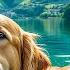 DOG TV Deeply Relaxing Video For Stress Relief For Dog Soothing Dog Music Videos For Dog To Watch