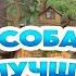 тик ток стал собакой подборка мемов