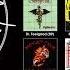 Motley Crue Animated Discography