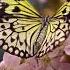 Красивые Бабочки и Расслабляющая Музыка Для Сна Beautiful Butterflies Relaxing Music For Sleep