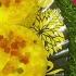 ப ன ப ப ள க க PINEAPPLE CAKE க க கர ல ச லபம ச ய த டல ம No Oven Cake Simple Fluffy Cake