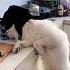 Наташа давай возьмём его себе смешно юмор кошки Cat Animals кот смешныекошки