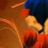 MelodyVision 17 ARMENIA Astghik Safaryan Yes Ankakh Em
