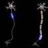 Neuron Signal Speed Difference Biology Neet Viral Shorts Neet Trending Physicswallah Biology