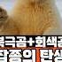 북극곰 기후변화로 잡종을 낳다 Shorts