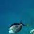 Egypt Snorkelling Hilton Sharks Bay Red Sea А теперь плывем за рыбами Египет