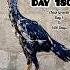 500 Days Transformationa Aseel Chicken