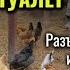 НАЛОГ на УЛИЧНЫЙ ТУАЛЕТ и КУРЯТНИК разъяснения ФНС Росреестра и чиновника администрации