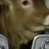 Qué Está Pasando En Los MATADEROS ESPAÑOLES DERECHOS ANIMALES